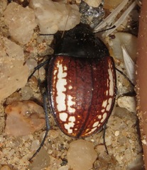 Zophosis amabilis