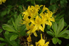 Rhododendron luteum