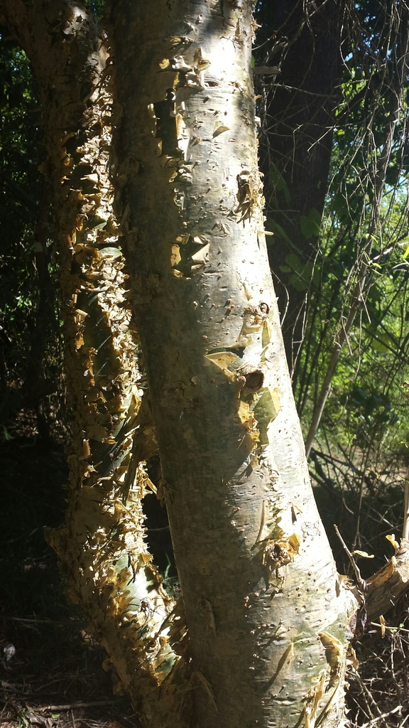 Commiphora simplicifolia, Menabe, MG-TL, MG