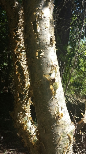 Commiphora simplicifolia