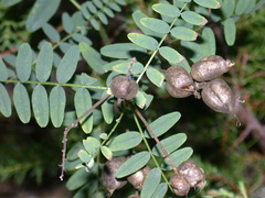 Astragalus neglectus