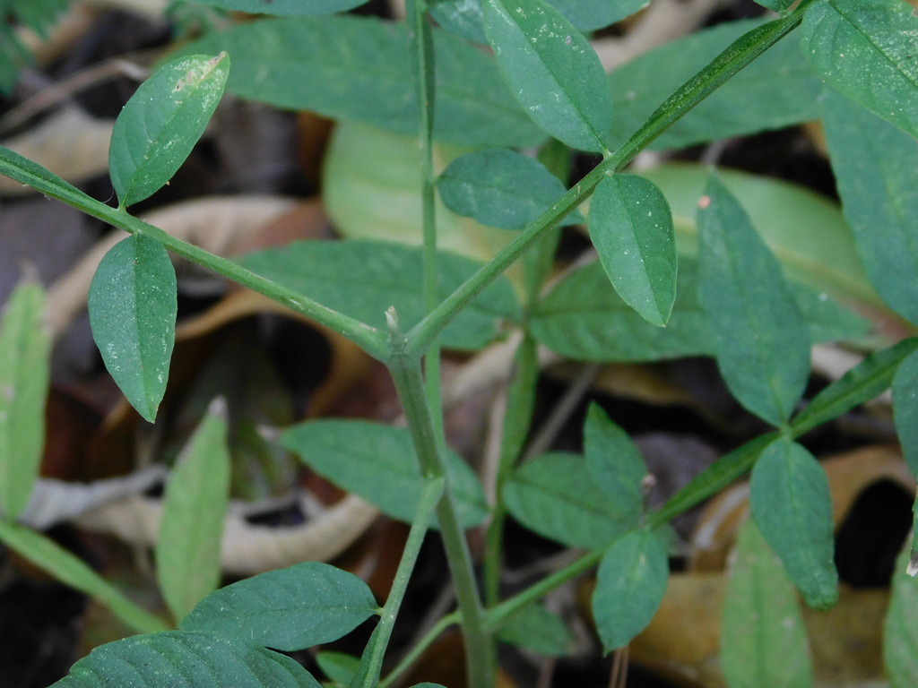 jati sabrang (Peronema canescens)