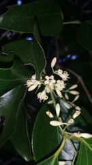 Strychnos diplotricha
