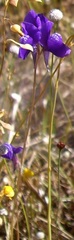 Utricularia delphinioides