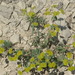 Euphorbia glareosa - Photo (c) ramazan_murtazaliev, some rights reserved (CC BY-NC), uploaded by ramazan_murtazaliev