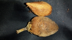 Capurodendron perrieri