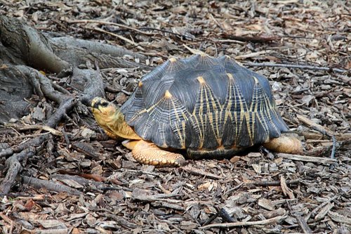 Astrochelys radiata