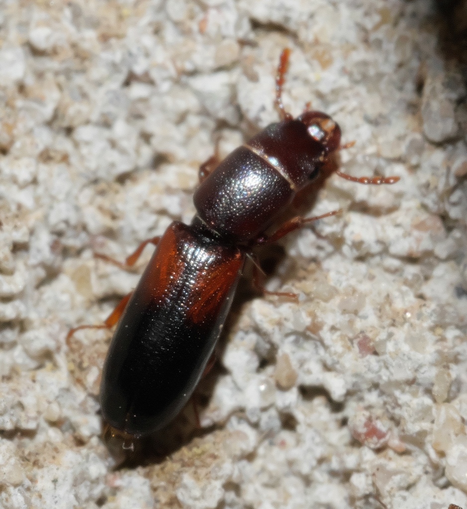 Corticotomus parallelus
