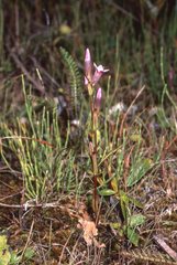 Gentianella amarella acuta