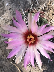 Thelocactus bicolor bicolor