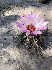 Thelocactus bicolor bicolor
