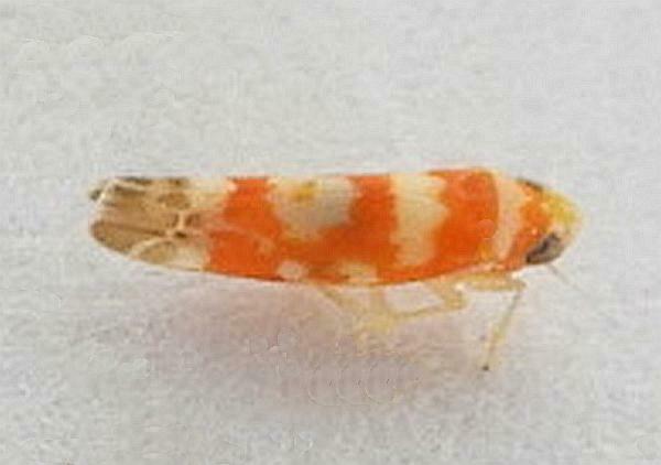 Zyginama spectabilis