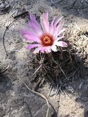 Thelocactus bicolor bicolor