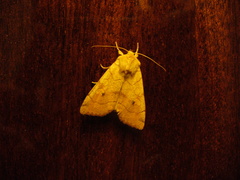 Enargia paleacea