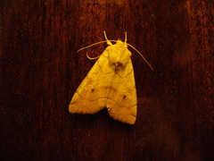 Enargia paleacea