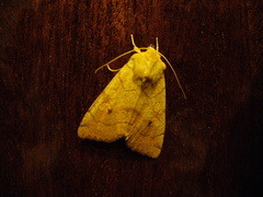 Enargia paleacea