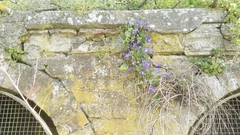 Viola