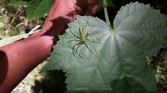 Peucetia madagascariensis