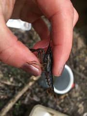 Procambarus dupratzii