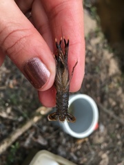 Procambarus dupratzii