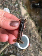 Procambarus dupratzii