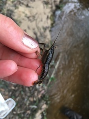 Procambarus dupratzii