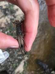 Procambarus dupratzii