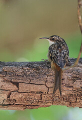 Brown Creeper photo 6