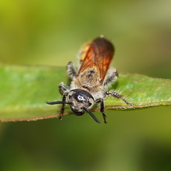 Radumeris tasmaniensis