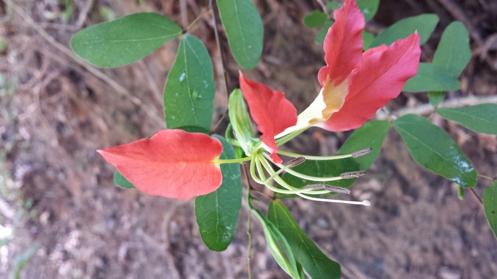 Bauhinia madagascariensis; photograph author not stated, no rights reserved