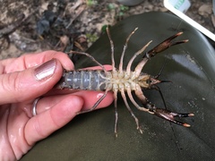 Procambarus dupratzii