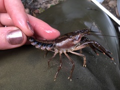 Procambarus dupratzii