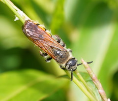 Radumeris tasmaniensis