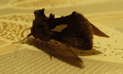 Autographa bractea