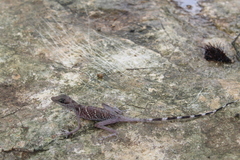 Anolis alvarezdeltoroi
