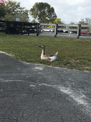 Anser cygnoides domesticus