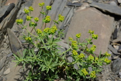 Euphorbia daghestanica