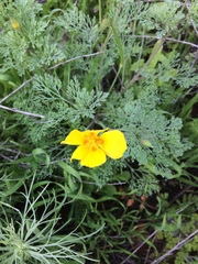 Eschscholzia ramosa