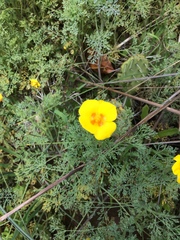 Eschscholzia ramosa