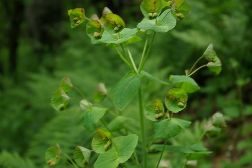 Euphorbia macroceras