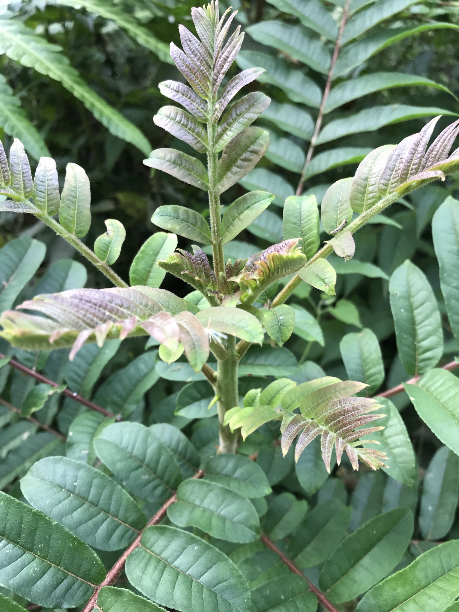 Zanthoxylum martinicense