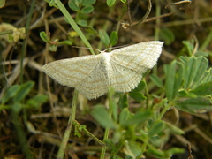 Scopula virgulata