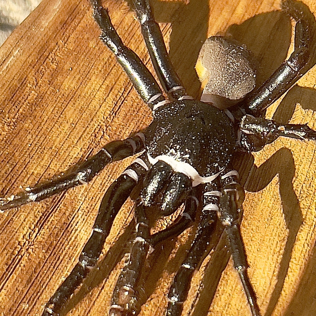 Ummidia gabrieli
