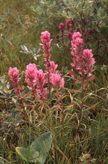 Castilleja raupii