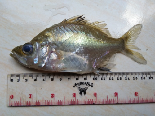 Parambassis macrolepis