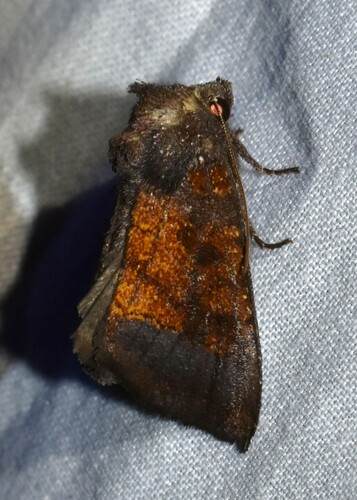 Aster Borer photo 2