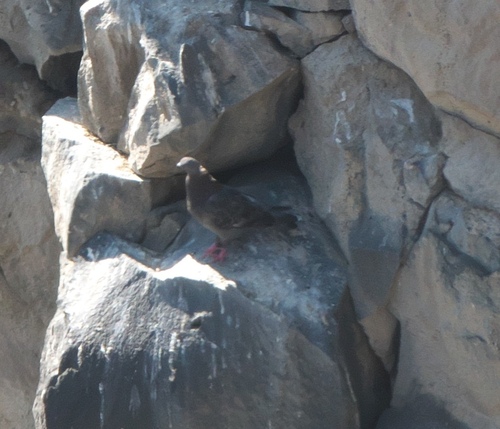 Feral Pigeon photographed in Idaho