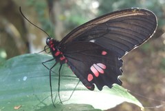 Parides anchises