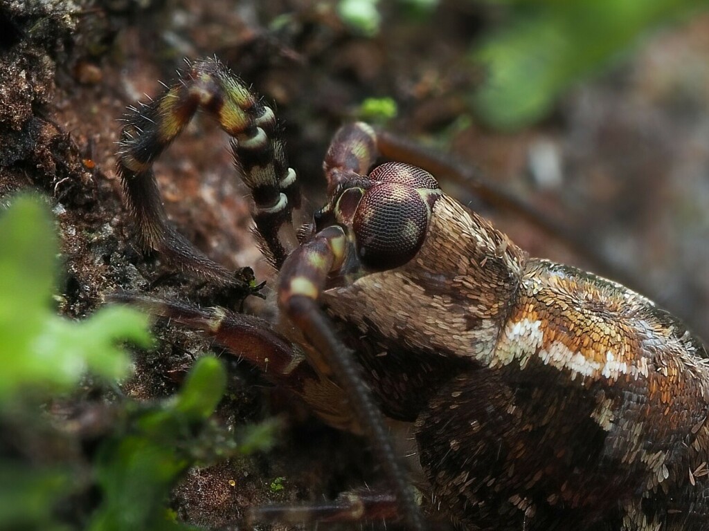Nesomachilis