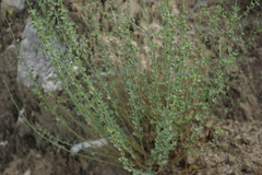 Andrachne telephioides